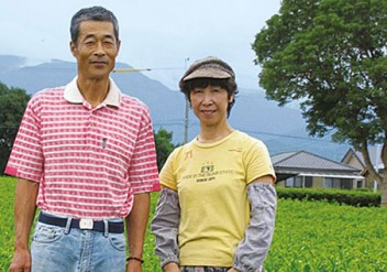 Shincha-Ernte Japan, Japanischer Grüntee