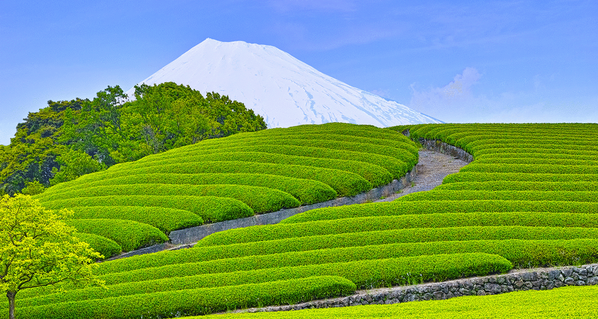 Sencha: Japans beliebtester Tee
