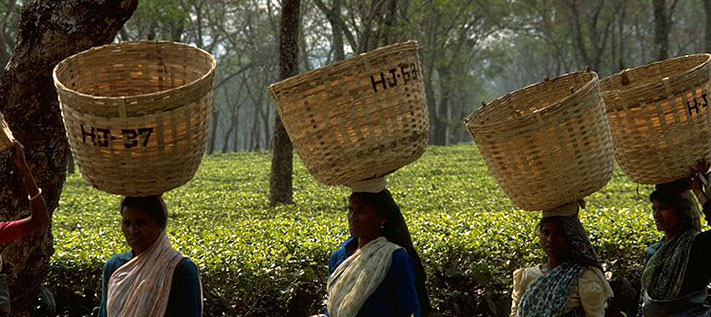 Assam: das größte Teeanbaugebiet Indiens