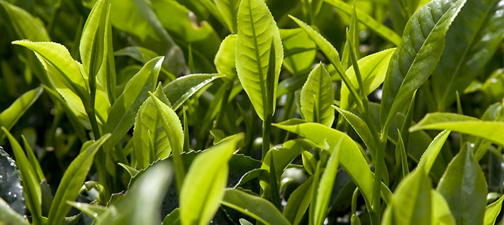 grüner tee geschichte china,grüntee,tee als heilmittel,tee aus japan