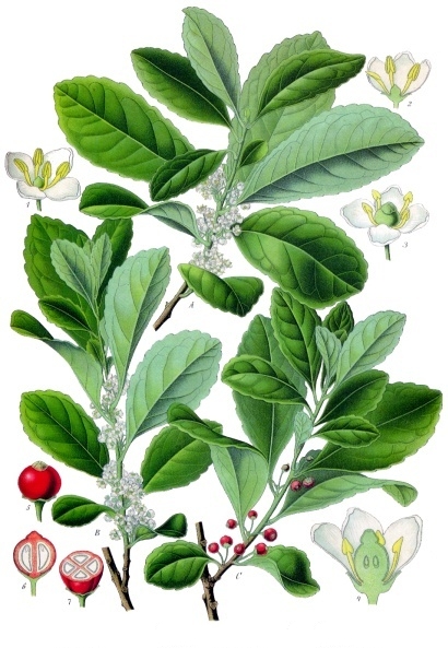 Botanische Zeichnung einer Mate-Pflanze