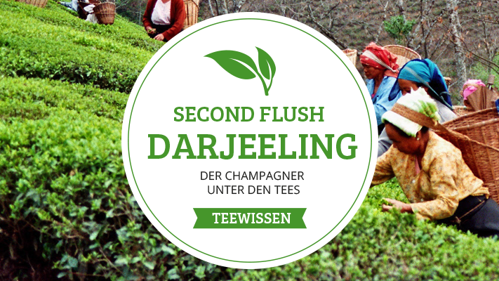 Darjeeling Second Flush: der Champagner unter den Tees