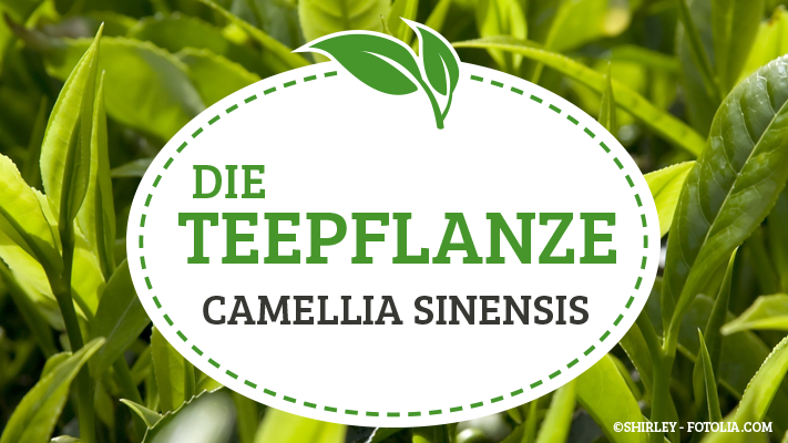 Camellia sinensis – Die Teepflanze