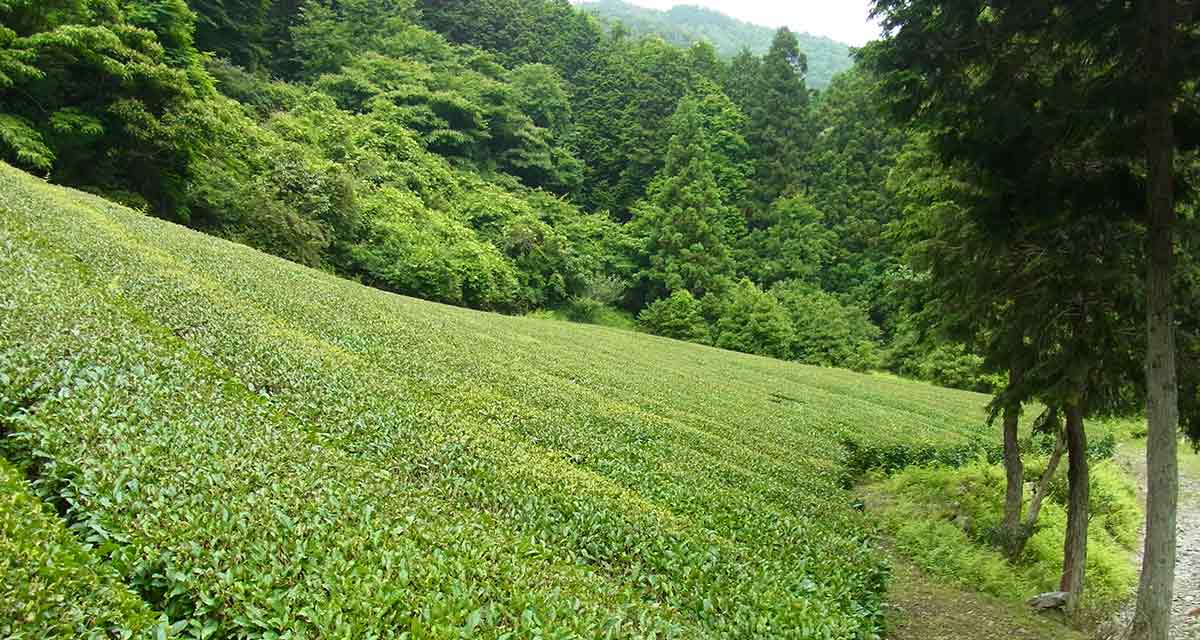 Teeanbau 2017 in Japan nach Fukushima