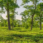 Assam Tee: die dunkle Schönheit unter den Schwarztees