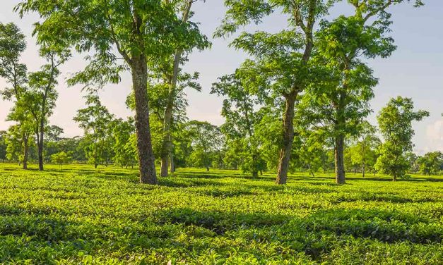 Assam Tee: die dunkle Schönheit unter den Schwarztees