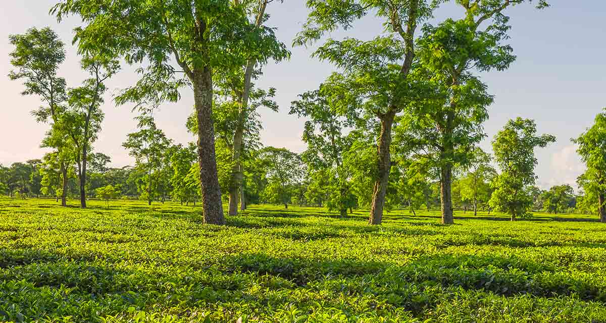 Assam Teeplantage in Indien