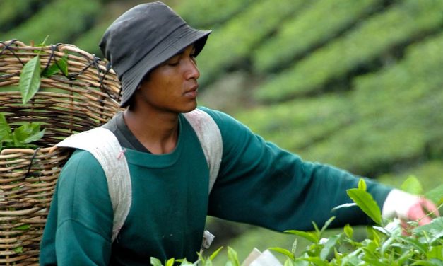Schwarzer Tee: Produktion, Geschichte und Herkunft