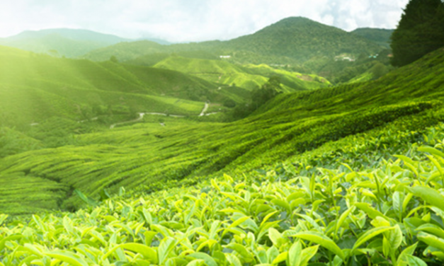 Grüner Tee gegen Arteriosklerose
