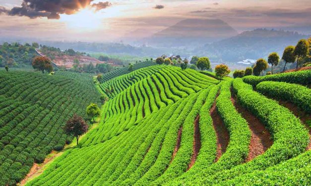 Chinesischer Tee: Sorten, Geschmack und Produktion