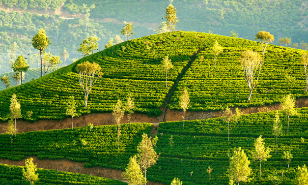 Ceylon Tee – Schwarzer Tee aus Sri Lanka