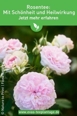 Zu unserem Pinterest-Kanal und mehr über Rosen im Tee erfahren