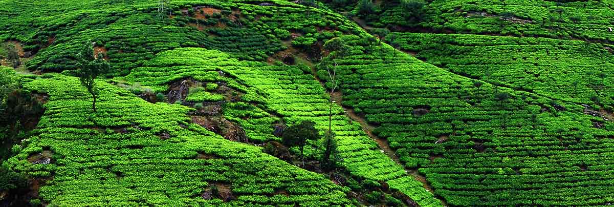 Darjeeling Teeplantage