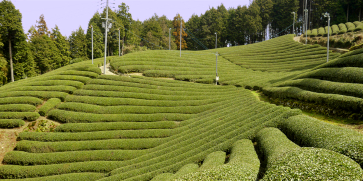 Gyokuro Teeplantage