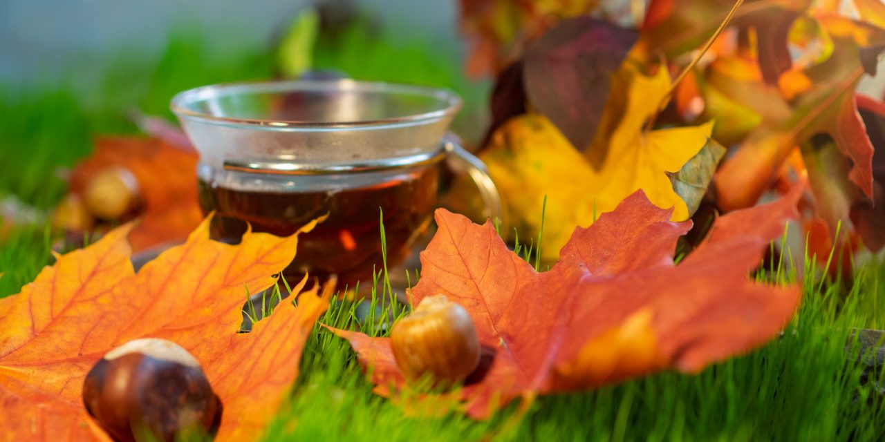 Tee im Herbst – Wärme, Duft und kleine Alltagshelfer